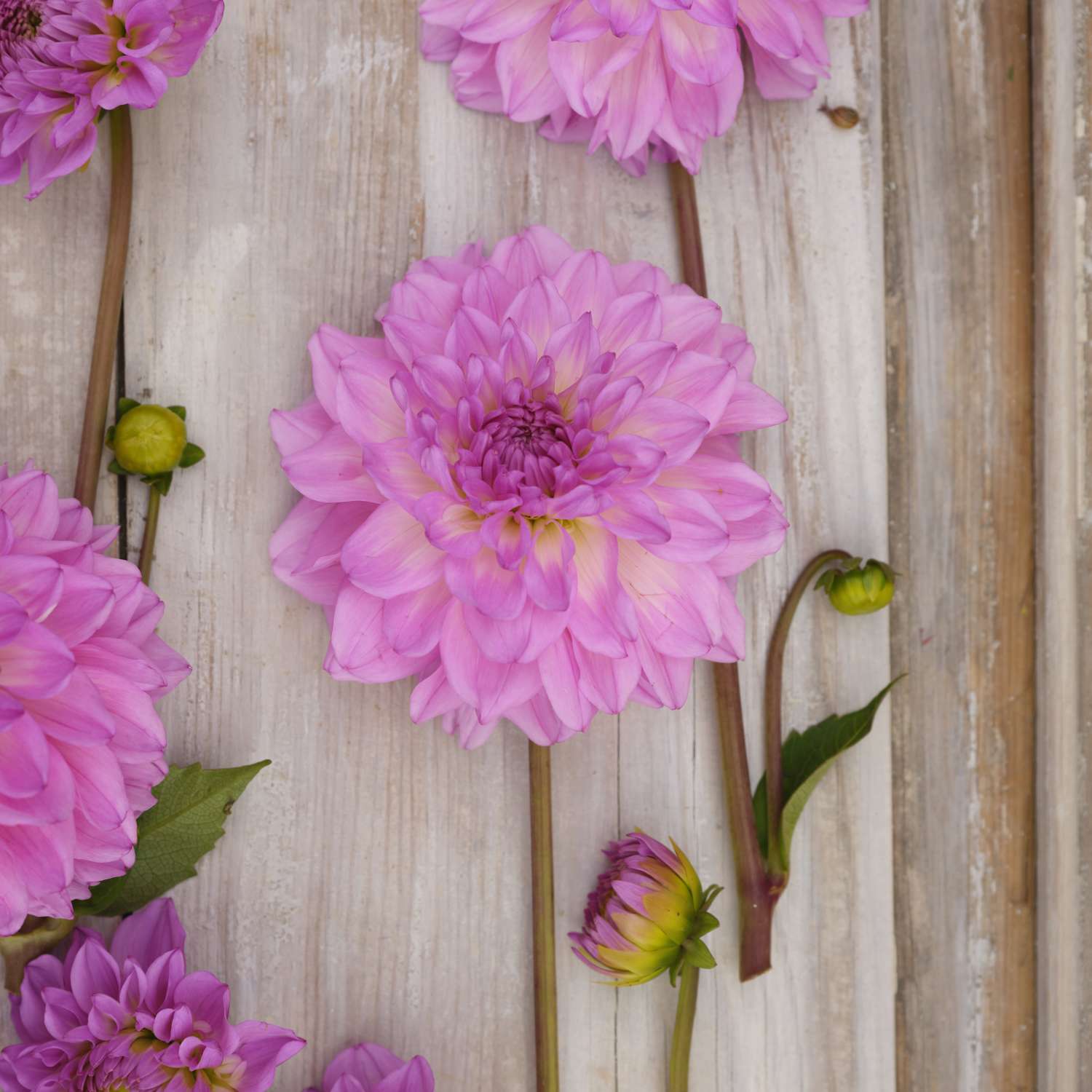 Daalia ‘Pink Ardour’